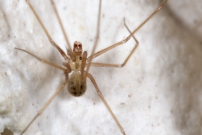 Un mle (Araneae - Pholcidae - Spermophora senoculata)